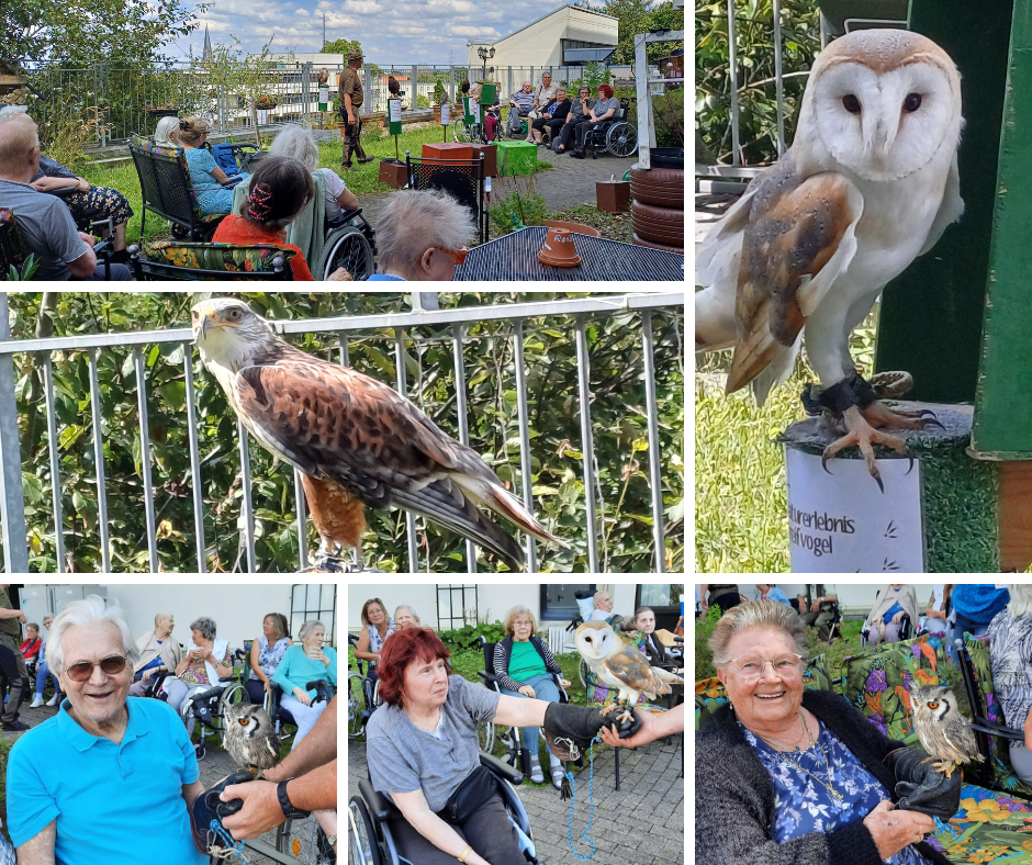 240715_Collage Greifvögel (c) Caritas Rhein-Erft